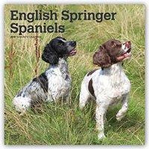 English Springer Spaniels International Edition 2019 Square
