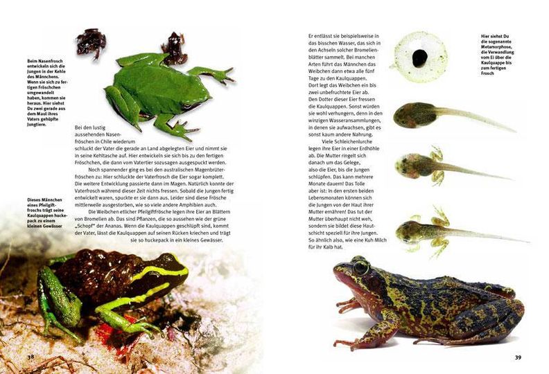Entdecke die Amphibien kaufen | tausendkind.ch