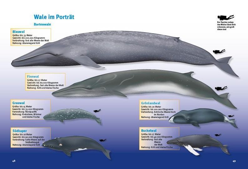 Entdecke die Wale Buch jetzt versandkostenfrei bei Weltbild.at bestellen