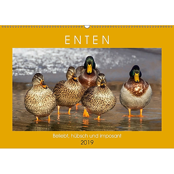 Enten. Beliebt, hübsch und imposant (Wandkalender 2019 DIN A2 quer), Rose Hurley