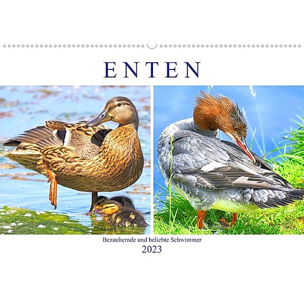 Enten. Bezaubernde und beliebte Schwimmer (Wandkalender 2023 DIN A2 quer), Rose Hurley