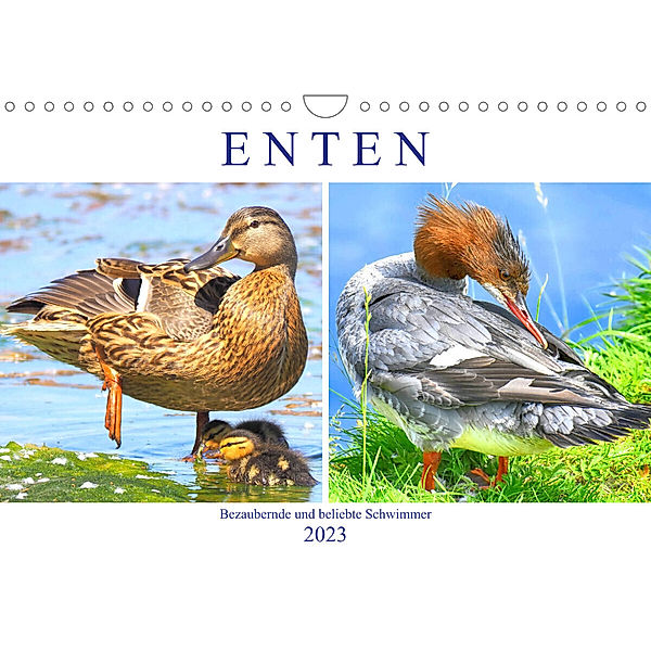 Enten. Bezaubernde und beliebte Schwimmer (Wandkalender 2023 DIN A4 quer), Rose Hurley