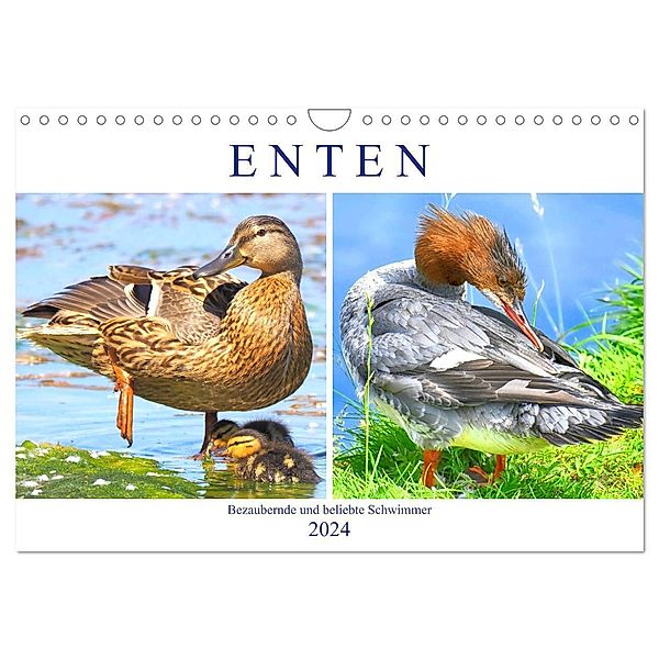 Enten. Bezaubernde und beliebte Schwimmer (Wandkalender 2024 DIN A4 quer), CALVENDO Monatskalender, Rose Hurley