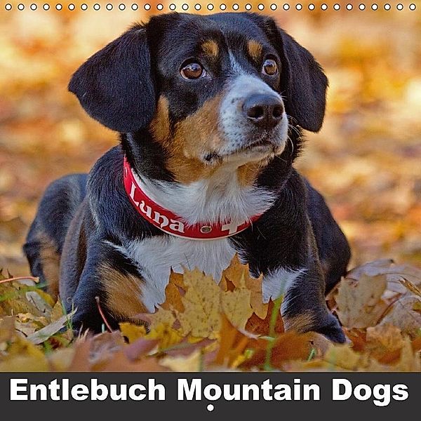 Entlebuch Mountain Dogs (Wall Calendar 2017 300 × 300 mm Square), SchnelleWelten