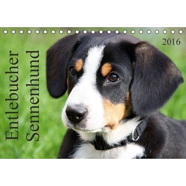 Entlebucher Sennenhund (Tischkalender 2016 DIN A5 quer), SchnelleWelten