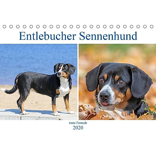 Entlebucher Sennenhund - treue Freunde (Tischkalender 2020 DIN A5 quer)