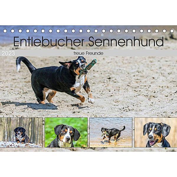Entlebucher Sennenhund - treue Freunde (Tischkalender 2023 DIN A5 quer), Schnellewelten