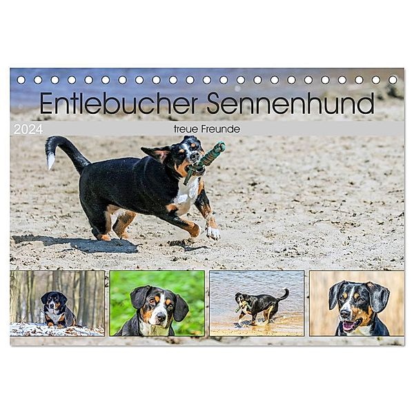 Entlebucher Sennenhund - treue Freunde (Tischkalender 2024 DIN A5 quer), CALVENDO Monatskalender, Schnellewelten