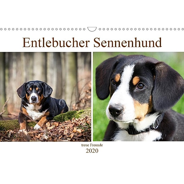 Entlebucher Sennenhund - treue Freunde (Wandkalender 2020 DIN A3 quer)