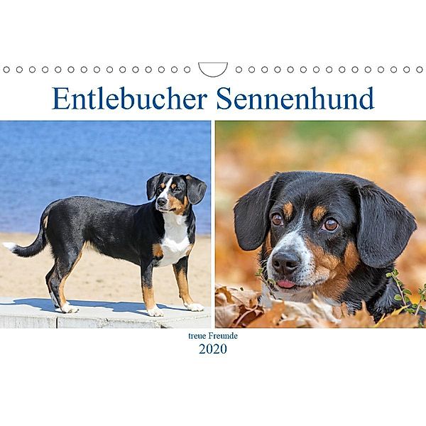 Entlebucher Sennenhund - treue Freunde (Wandkalender 2020 DIN A4 quer)