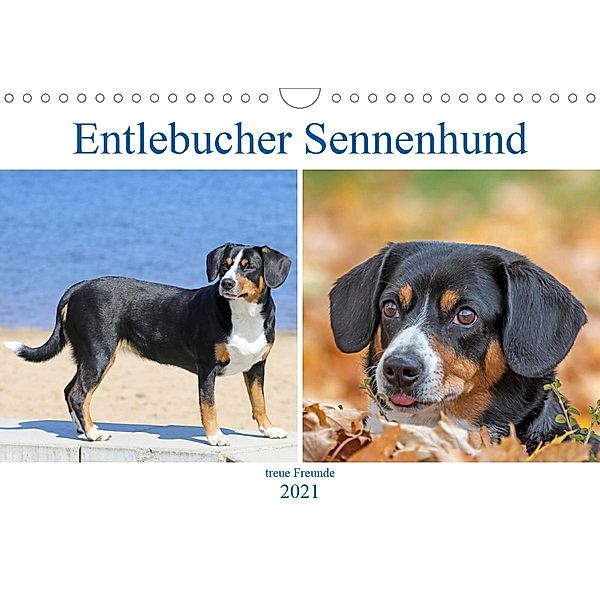 Entlebucher Sennenhund - treue Freunde (Wandkalender 2021 DIN A4 quer), Schnellewelten