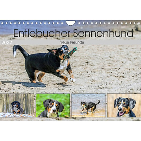 Entlebucher Sennenhund - treue Freunde (Wandkalender 2022 DIN A4 quer), SchnelleWelten