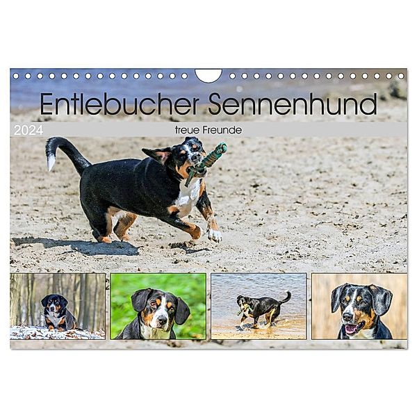 Entlebucher Sennenhund - treue Freunde (Wandkalender 2024 DIN A4 quer), CALVENDO Monatskalender, Schnellewelten