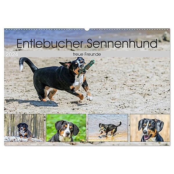 Entlebucher Sennenhund - treue Freunde (Wandkalender 2024 DIN A2 quer), CALVENDO Monatskalender, Schnellewelten
