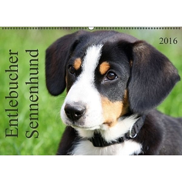 Entlebucher Sennenhund (Wandkalender 2016 DIN A2 quer), SchnelleWelten