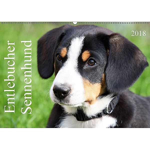 Entlebucher Sennenhund (Wandkalender 2018 DIN A2 quer) Dieser erfolgreiche Kalender wurde dieses Jahr mit gleichen Bilde, SchnelleWelten