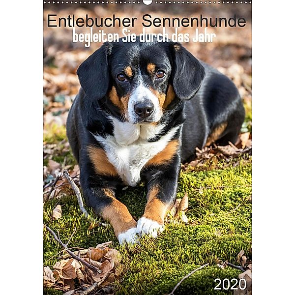 Entlebucher Sennenhunde begleiten Sie durch das Jahr (Wandkalender 2020 DIN A2 hoch)