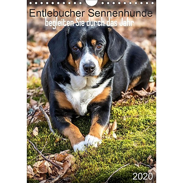 Entlebucher Sennenhunde begleiten Sie durch das Jahr (Wandkalender 2020 DIN A4 hoch)