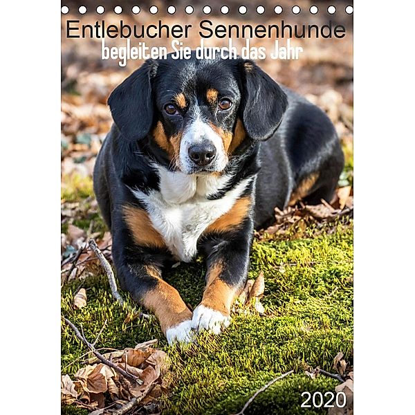 Entlebucher Sennenhunde begleiten Sie durch das Jahr (Tischkalender 2020 DIN A5 hoch)