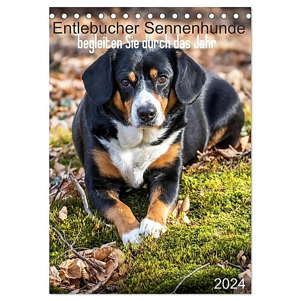 Entlebucher Sennenhunde begleiten Sie durch das Jahr (Tischkalender 2024 DIN A5 hoch), CALVENDO Monatskalender, Schnellewelten