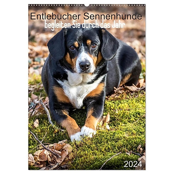 Entlebucher Sennenhunde begleiten Sie durch das Jahr (Wandkalender 2024 DIN A2 hoch), CALVENDO Monatskalender, Schnellewelten