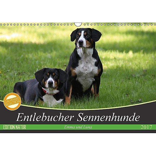 Entlebucher Sennenhunde Emma und Luna (Wandkalender 2017 DIN A3 quer), SchnelleWelten