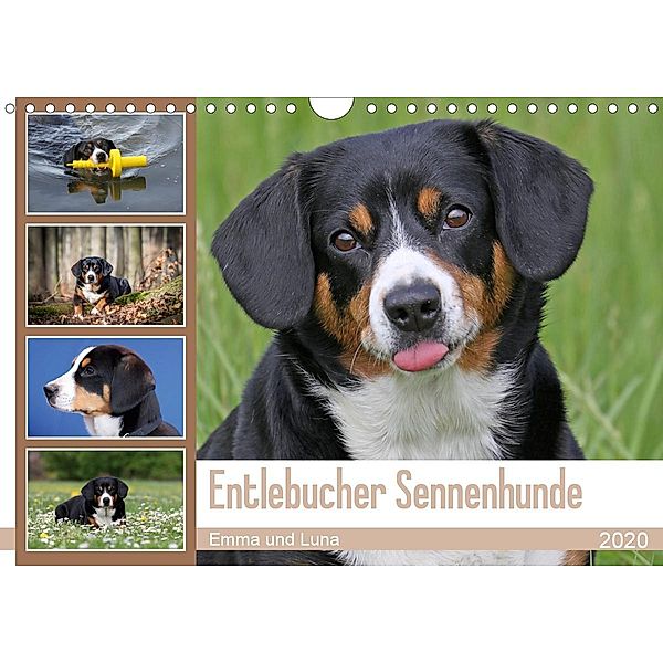 Entlebucher Sennenhunde Emma und Luna (Wandkalender 2020 DIN A4 quer)