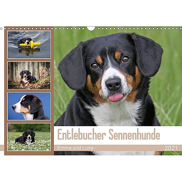 Entlebucher Sennenhunde Emma und Luna (Wandkalender 2021 DIN A3 quer), Schnellewelten