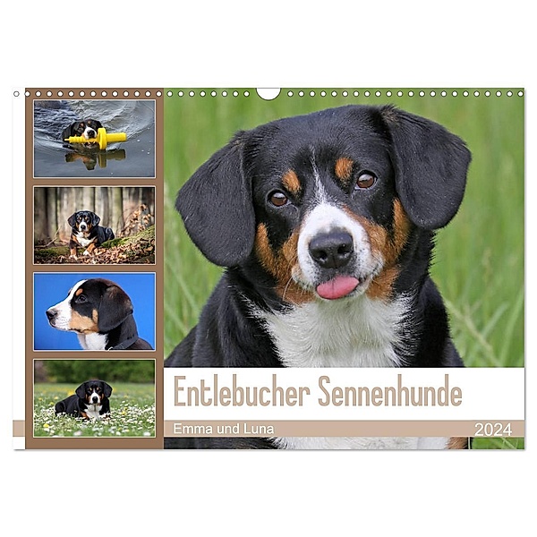 Entlebucher Sennenhunde Emma und Luna (Wandkalender 2024 DIN A3 quer), CALVENDO Monatskalender, Schnellewelten