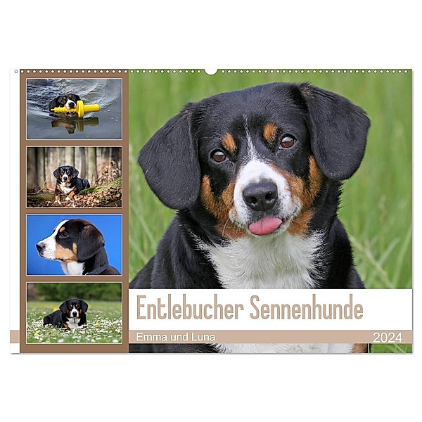 Entlebucher Sennenhunde Emma und Luna (Wandkalender 2024 DIN A2 quer), CALVENDO Monatskalender, Schnellewelten