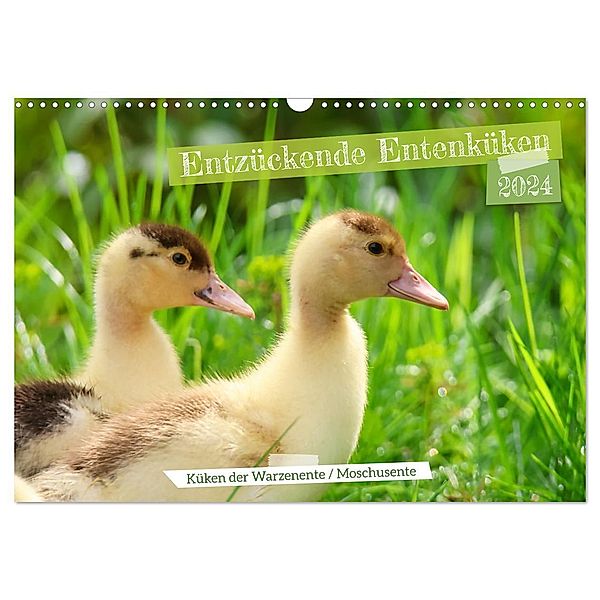 Entzückende Entenküken (Wandkalender 2024 DIN A3 quer), CALVENDO Monatskalender, Sabine Löwer
