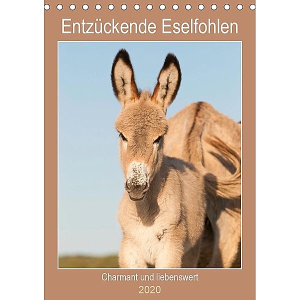 Entzückende Esel - Charmant und liebenswert (Tischkalender 2020 DIN A5 hoch), Meike Bölts