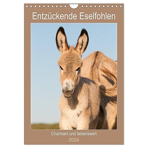 Entzückende Esel - Charmant und liebenswert (Wandkalender 2024 DIN A4 hoch), CALVENDO Monatskalender, Meike Bölts