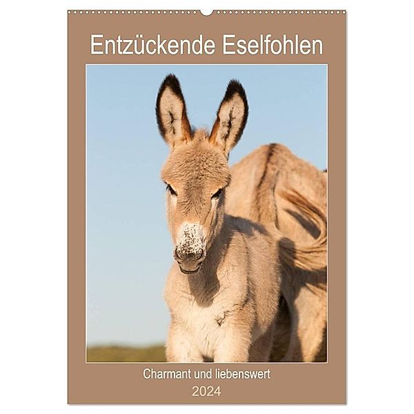 Entzückende Esel - Charmant und liebenswert (Wandkalender 2024 DIN A2 hoch), CALVENDO Monatskalender, Meike Bölts