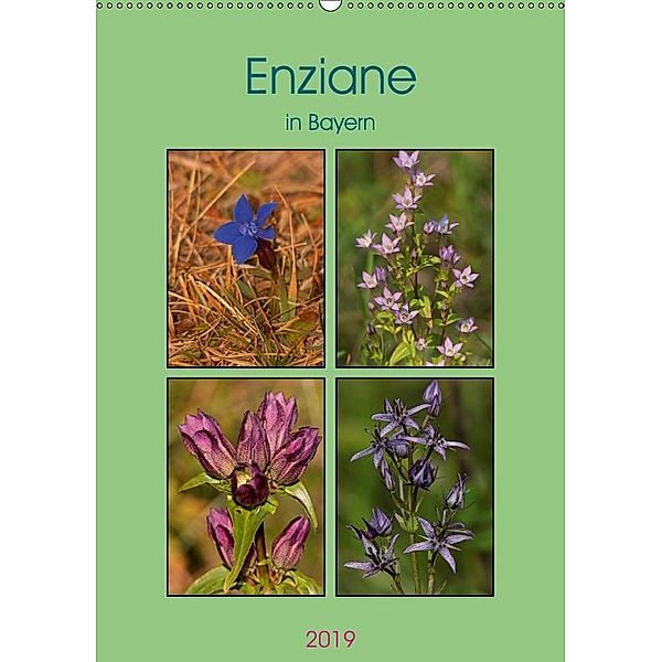 Enziane in Bayern (Wandkalender 2019 DIN A2 hoch), Winfried Erlwein