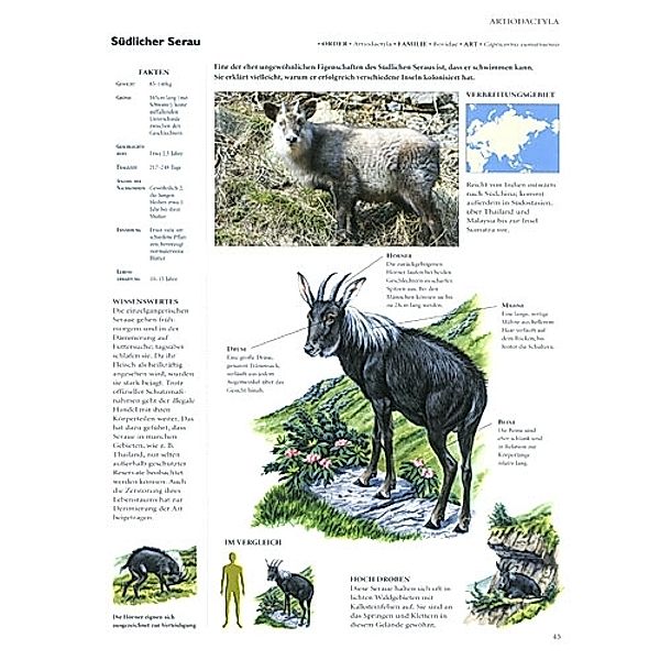 Enzyklopädie der Tiere Buch versandkostenfrei bei Weltbild.ch bestellen