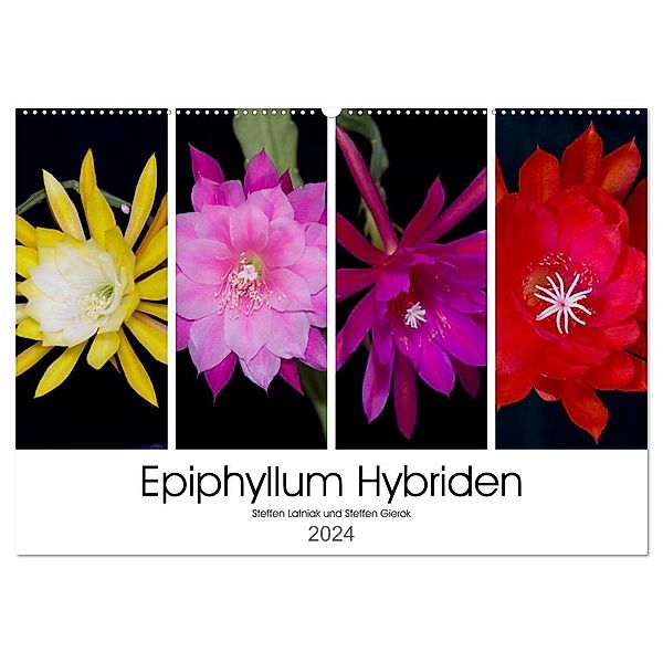 Epiphyllum-Hybriden (Wandkalender 2024 DIN A2 quer), CALVENDO Monatskalender, Steffen Latniak, Steffen Gierok