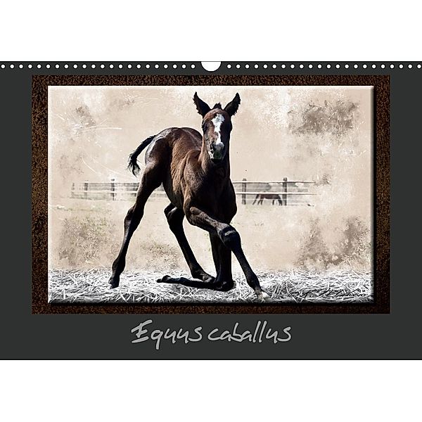 Equus caballus (Calendrier mural 2021 DIN A3 horizontal), Kathy Mahevo