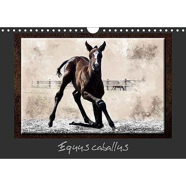 Equus caballus (Calendrier mural 2021 DIN A4 horizontal), Kathy Mahevo