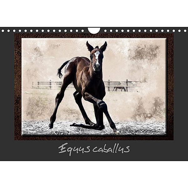 Equus caballus (Calendrier mural 2023 DIN A4 horizontal), Kathy mahevo