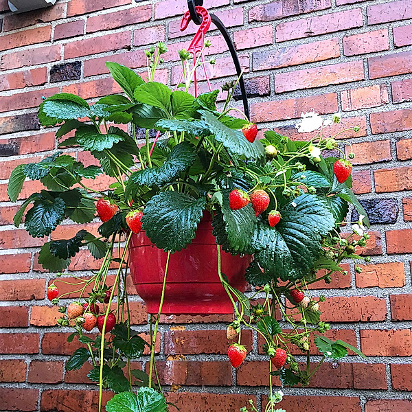 Erdbeer-Ampel