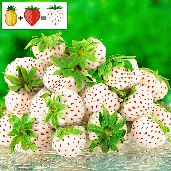 Erdbeerpflanze Ananas-Erdbeere Pineberry XL Snow White