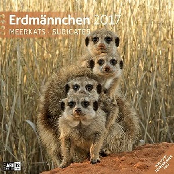 Erdmännchen 2017