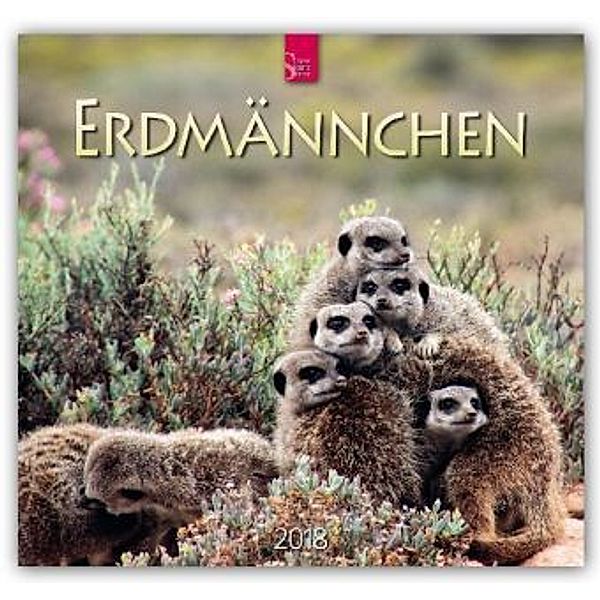 Erdmännchen 2018