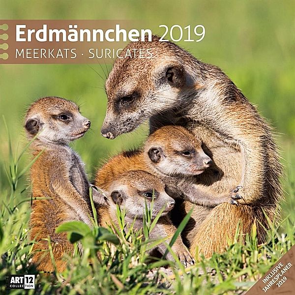 Erdmännchen 2019