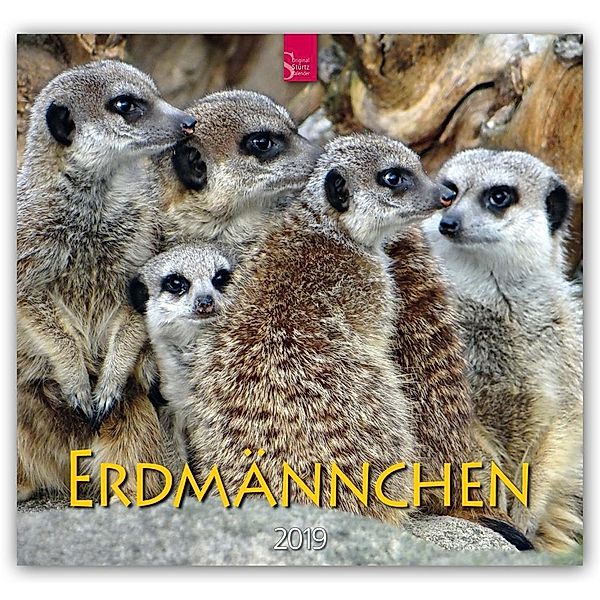 Erdmännchen 2019