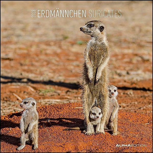 Erdmännchen 2023 - Broschürenkalender 30x30 cm (30x60 geöffnet) - Kalender mit Platz für Notizen - Suricates - Bildkalen