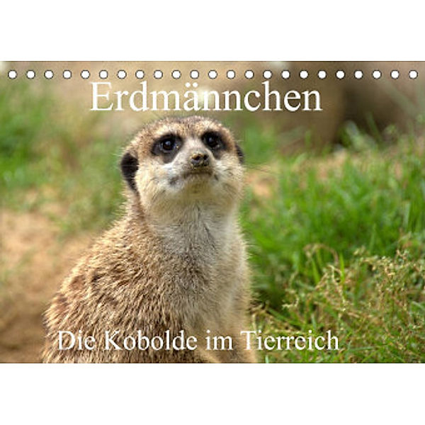 Erdmännchen - Die Kobolde im Tierreich (Tischkalender 2022 DIN A5 quer), Arno Klatt