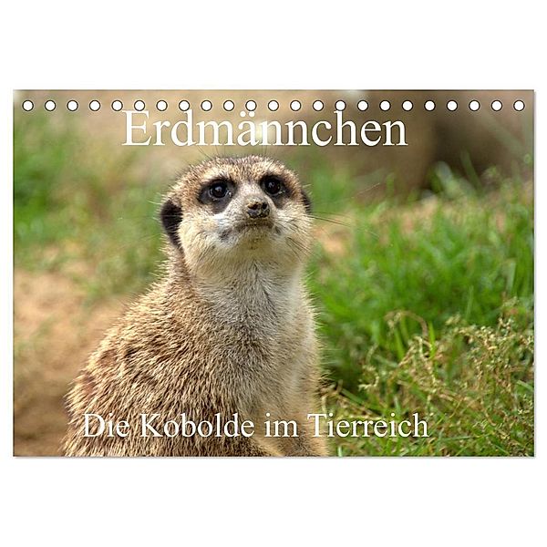Erdmännchen - Die Kobolde im Tierreich (Tischkalender 2025 DIN A5 quer), CALVENDO Monatskalender, Calvendo, Arno Klatt