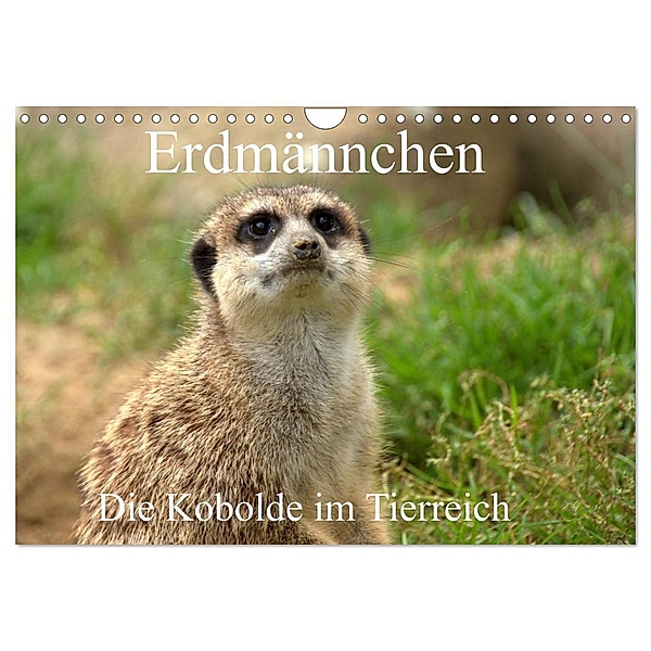 Erdmännchen - Die Kobolde im Tierreich (Wandkalender 2024 DIN A4 quer), CALVENDO Monatskalender, Arno Klatt